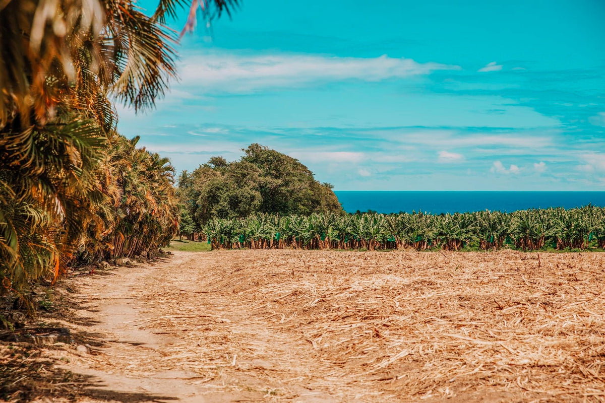 Sukkerrørsmark ved havet på Martinique