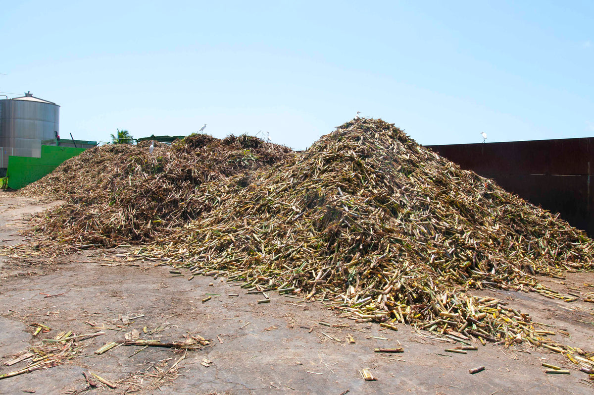 Bagasse – udpressede sukkerrør – ved destilleriet på Martinique