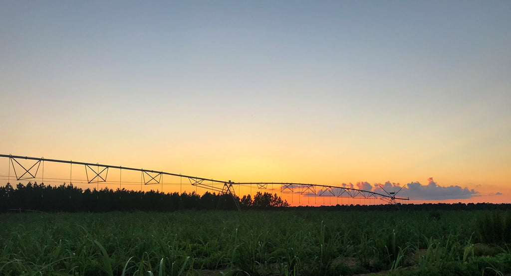 Solnedgang over sukkerrørsmarkerne ved Richland, Georgia