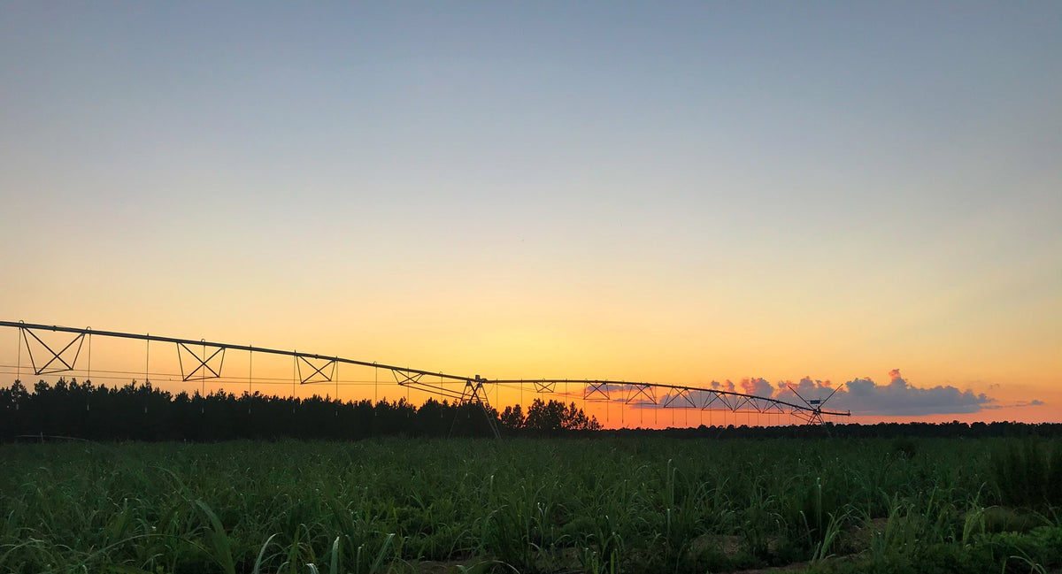 Solnedgang over sukkerrørsmarkerne ved Richland, Georgia